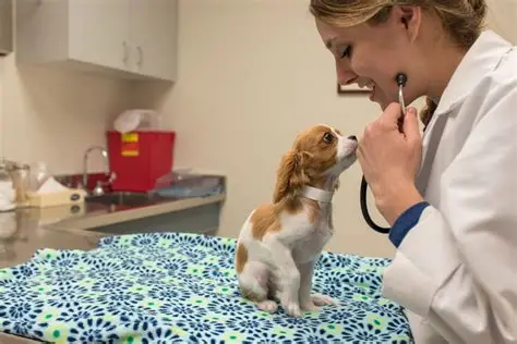 veterinary doctor
